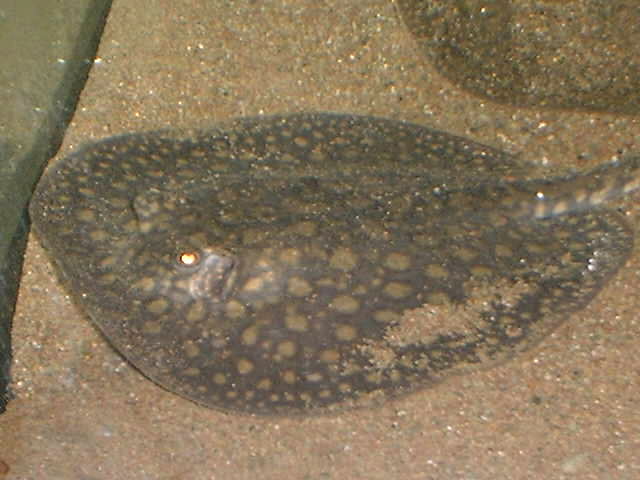 Potamotrygon spec.